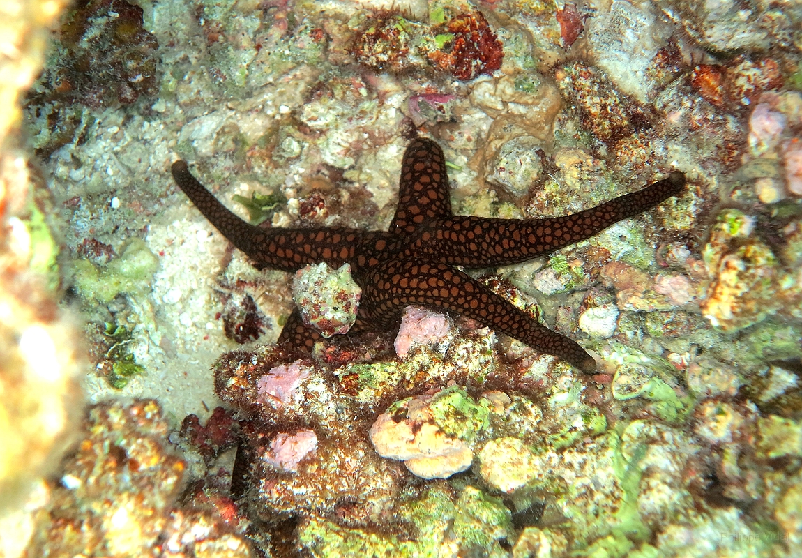 IMG_0748rf_Maldives_Madoogali_House reef_Asterie_Fromia sp.jpg